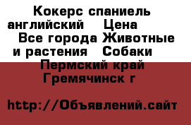 Кокерс спаниель английский  › Цена ­ 4 500 - Все города Животные и растения » Собаки   . Пермский край,Гремячинск г.